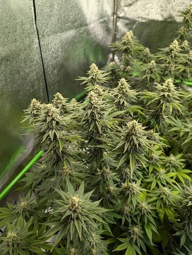 Growreport Bild 2