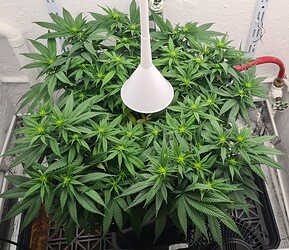 Growreport Bild 48