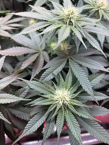 Growreport Bild 7