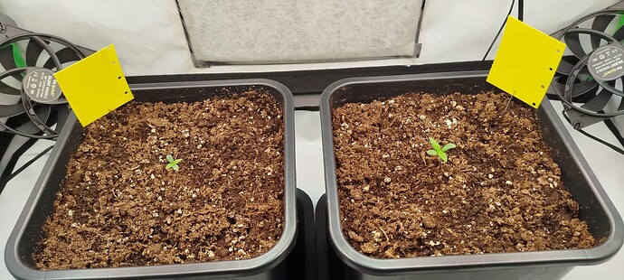 Growreport Bild 3