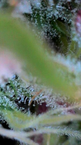 Growreport Bild 5