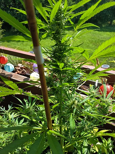 Growreport Bild 7