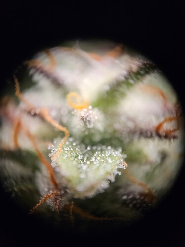Growreport Bild 109