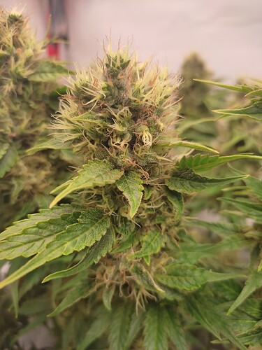 Growreport Bild 7