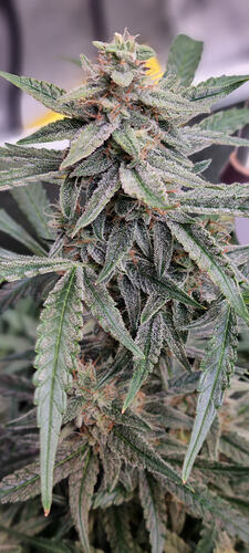 Growreport Bild 32