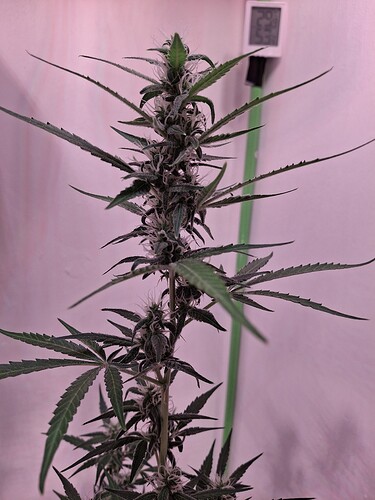 Growreport Bild 210