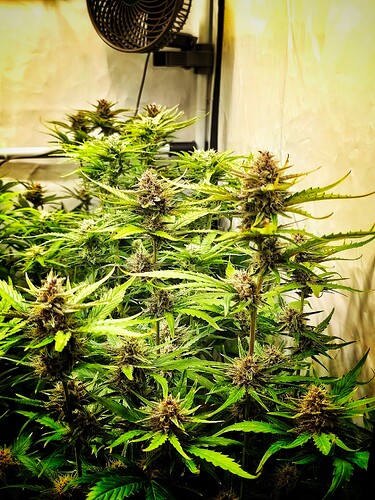 Growreport Bild 2