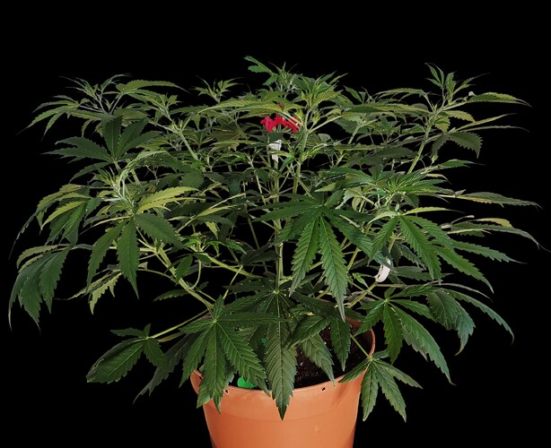 Growreport Bild 1