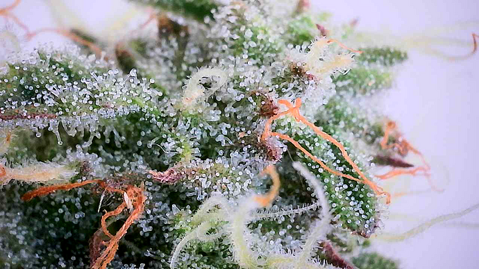 Nahaufnahme einer Cannabis-Blüte unter einem Mikroskop, die dichte Trichome und orangefarbene Stigmen zeigt.