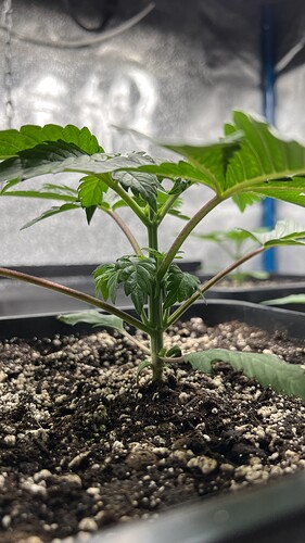 Growreport Bild 2