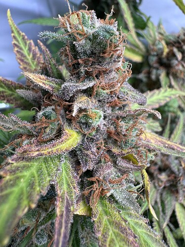 Growreport Bild 47