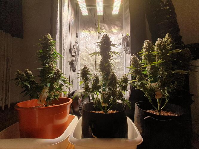 Growreport Bild 45