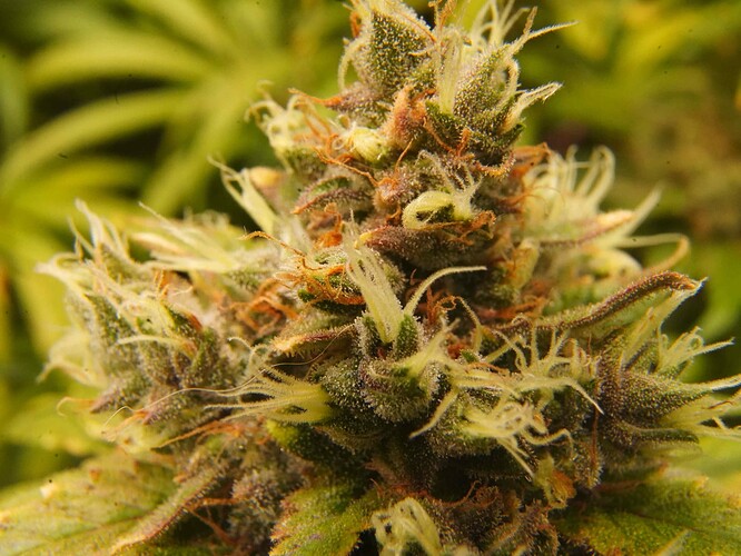 Growreport Bild 3