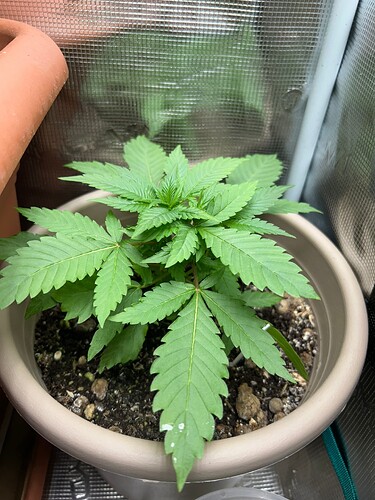 Growreport Bild 37