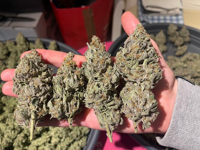 Growreport Bild 61