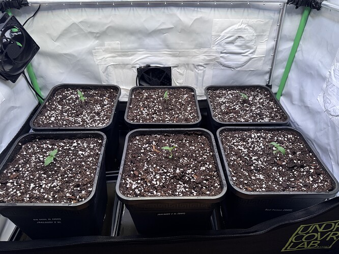 Growreport Bild 1