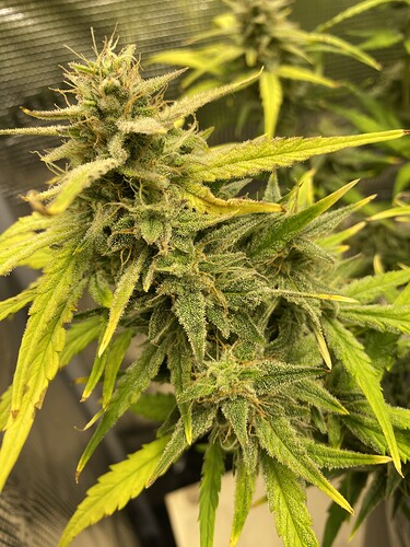 Growreport Bild 7