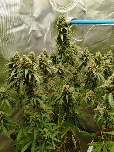 Eine blühende Cannabispflanze mit mehreren Blütenständen in einem Zelt.
