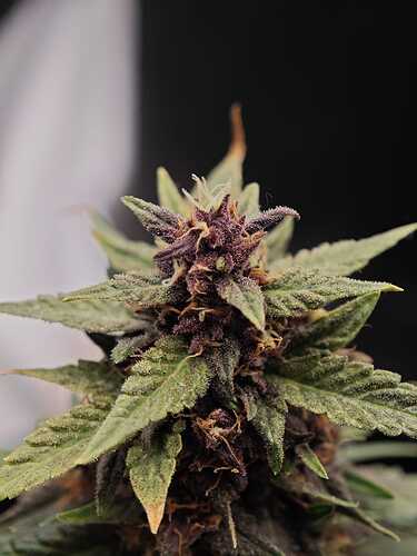 Growreport Bild 2