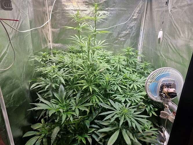Mehrere Cannabis-Pflanzen in der Wachstumsphase in einem Zelt, mit einem Ventilator im Vordergrund.