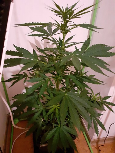Growreport Bild 54