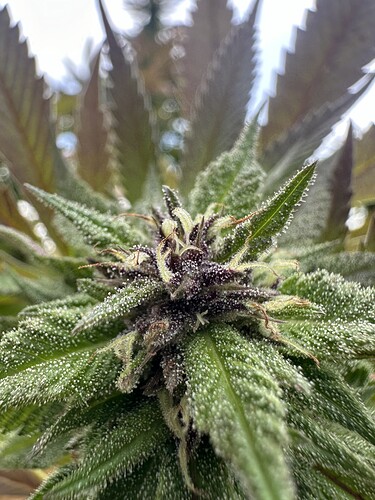 Growreport Bild 2