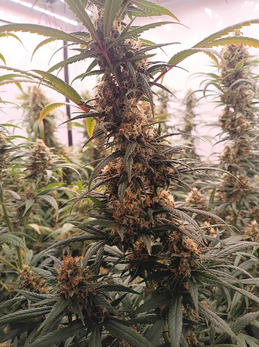 Growreport Bild 15