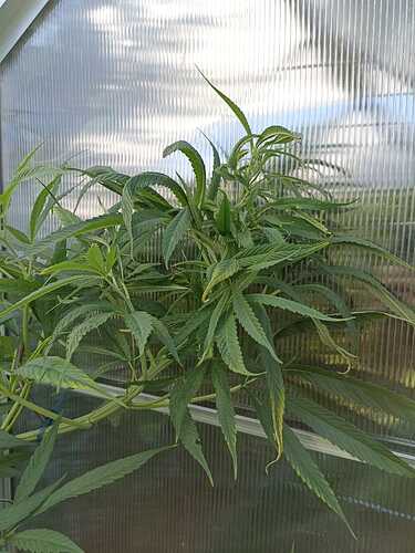 WhatsApp Bild 2024-07-20 um 17.32.53_440f966a