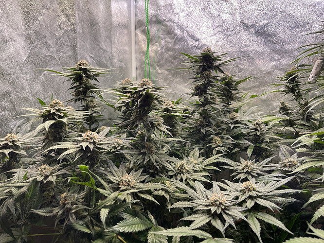 Growreport Bild 4