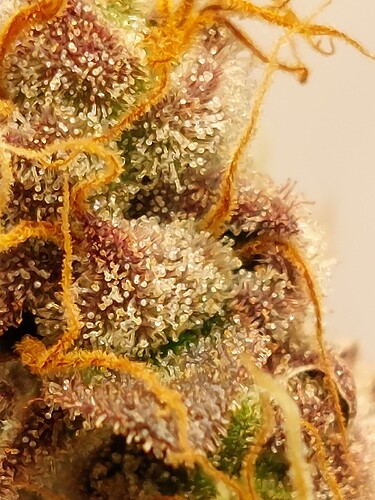 Growreport Bild 25