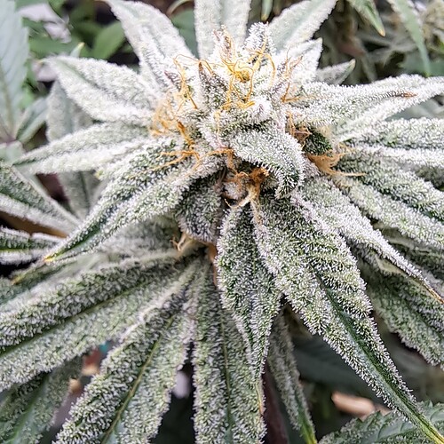 Growreport Bild 20