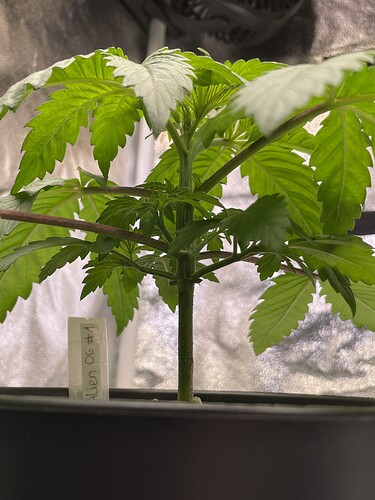 Growreport Bild 3