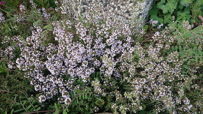 Growreport Bild 5