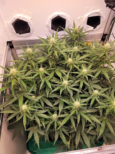 Growreport Bild 6