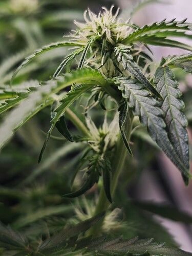 MVIMG_20251022_165020