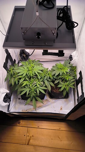 Growreport Bild 28