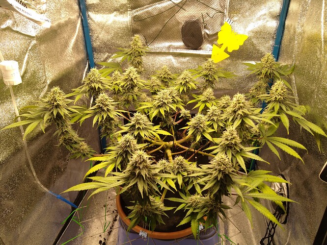 Growreport Bild 2