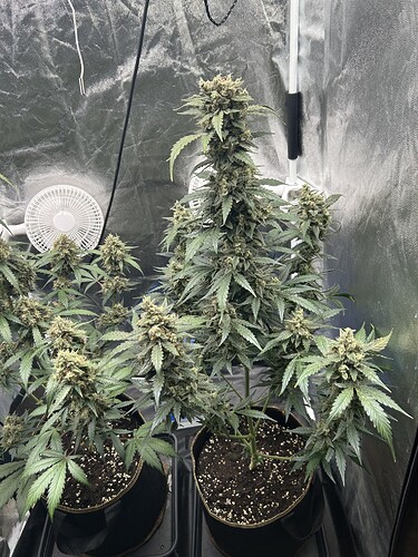 Growreport Bild 8