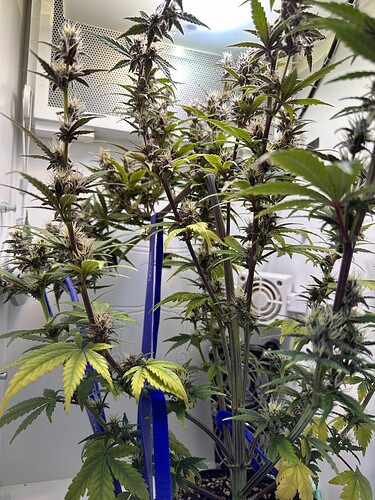 Growreport Bild 3