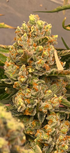 Growreport Bild 22