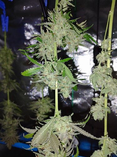 Mehrere Cannabis-Pflanzenzweige hängen kopfüber zur Trocknung in einem Zelt.