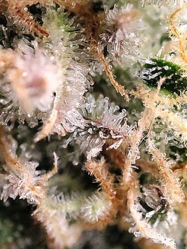 Growreport Bild 33