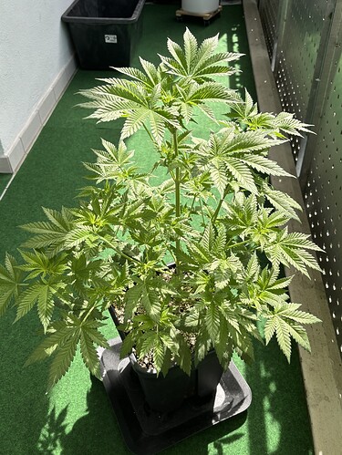 Growreport Bild 28