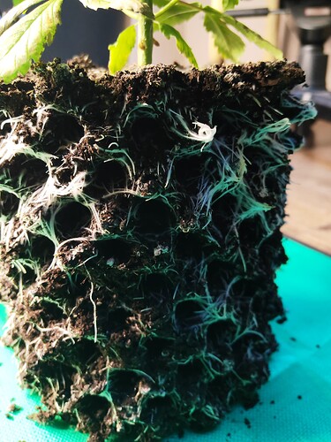 Growreport Bild 15