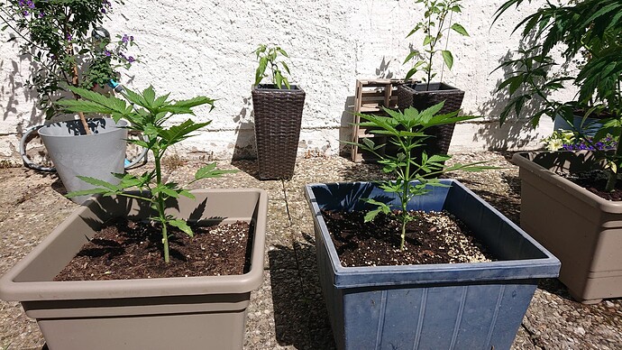 Growreport Bild 2