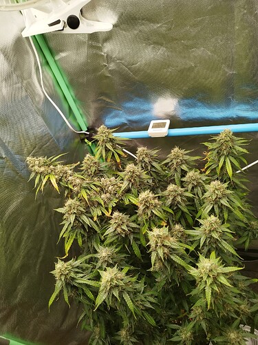 Growreport Bild 6