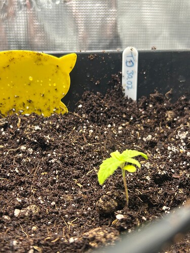 Growreport Bild 37