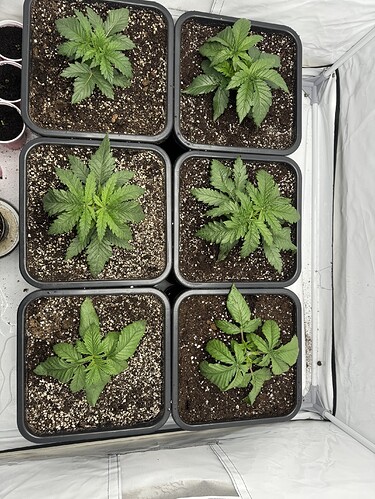 Growreport Bild 2