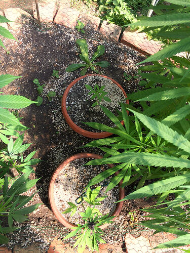 Grow26_0814_05