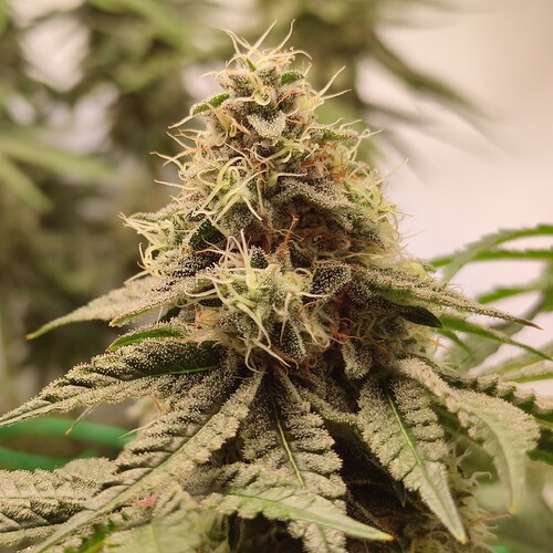 Growreport Bild 22